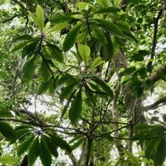 Badula barthesia. bois de savon.bois de pintade.primulaceae.endémique Réunion..jpeg